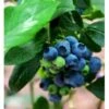 Storfrugtet Blåbær 'Denise Blue' Vaccinium Corymbosum 'Denise Blue' Potte 2,5 Liter, - 25-30 Cm. -Montoz Butik p22722 41111 vaccinium corymbosum denise blue 765a