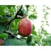 Æble 'Rød Gråsten' Malus X 'Rød Gråsten' 4-8 Grene. 120-160 Cm. Potte, (M7) -Montoz Butik p2282 1754 malus x roed graasten 49f4