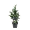 Blå Cypres Til Hæk Chamaecyparis Lawsoniana 'Columnaris' Potte 3,0 Liter,- 40-60 Cm. -Montoz Butik p2298 47618 chamaecyparis lawsoniana columnaris 2108