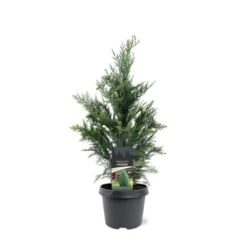 Nyankomne 9 Blå Cypres Til Hæk Chamaecyparis Lawsoniana 'Columnaris' Potte 3,0 Liter,- 40-60 Cm.