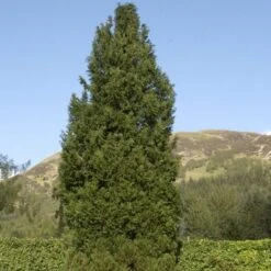 Blå Cypres Til Hæk Chamaecyparis Lawsoniana 'Columnaris' Potte 3,0 Liter,- 40-60 Cm. -Montoz Butik p2298 52770 chamaecyparis lawsoniana columnaris 1395