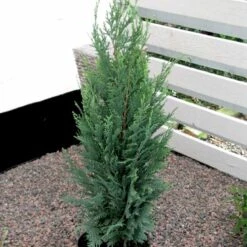 Blå Cypres Til Hæk Chamaecyparis Lawsoniana 'Columnaris' Potte 3,0 Liter,- 40-60 Cm. -Montoz Butik p2298 52771 chamaecyparis lawsoniana columnaris 0c81