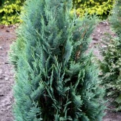 Blå Cypres Til Hæk Chamaecyparis Lawsoniana 'Columnaris' Potte 3,0 Liter,- 40-60 Cm. -Montoz Butik p2298 52772 chamaecyparis lawsoniana columnaris 7ead