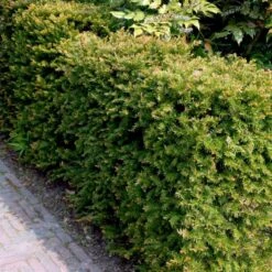 Almindelig Taks Taxus Baccata Med Klump,- 40-50 Cm. -Montoz Butik p2301 52836 taxus baccata da3c