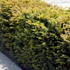 Almindelig Taks Taxus Baccata Med Klump,- 40-50 Cm. -Montoz Butik p2301 52837 taxus baccata 342a
