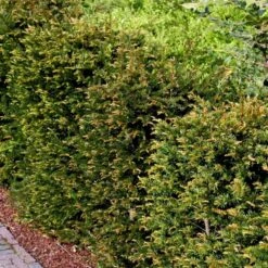 Almindelig Taks Taxus Baccata Med Klump,- 40-50 Cm. -Montoz Butik p2301 52838 taxus baccata 0568