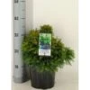 Japansk Kryptomeria 'Monstrosa Nana' Cryptomeria Japonica 'Monstrosa Nana' Potte 3,0 Liter,- 25-30 Cm. 2 Japansk Kryptomeria 'Monstrosa Nana' Cryptomeria Japonica 'Monstrosa Nana' Potte 3,0 Liter,- 25-30 Cm. -Montoz Butik p23025 33434 cryptomeria japonica monstrosa nana f8d5