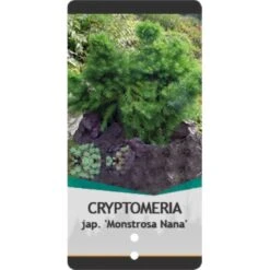 Japansk Kryptomeria 'Monstrosa Nana' Cryptomeria Japonica 'Monstrosa Nana' Potte 3,0 Liter,- 25-30 Cm. -Montoz Butik p23025 38797 image 16ae