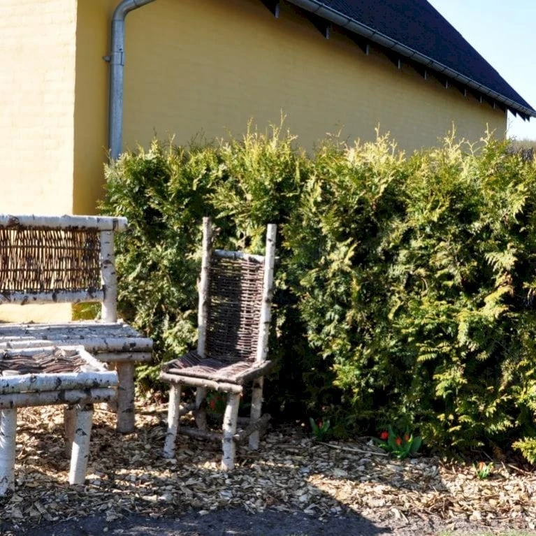 Hækthuja 'Brabant' Thuja Occidentalis 'Brabant' Med Klump,- 150-175 Cm. 6 Hækthuja 'Brabant' Thuja Occidentalis 'Brabant' Med Klump,- 150-175 Cm. - Billede 4