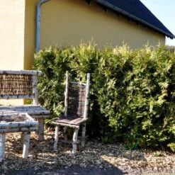 Hækthuja 'Brabant' Thuja Occidentalis 'Brabant' Med Klump,- 200-225 Cm. 12 Hækthuja 'Brabant' Thuja Occidentalis 'Brabant' Med Klump,- 200-225 Cm. -Montoz Butik p2303 47524 thuja occidentalis brabant cd58 4