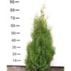 Hækthuja 'Holmstrup' Thuja Occidentalis 'Holmstrup' Med Klump,- 60-80 Cm. -Montoz Butik p2305 52724 thuja occidentalis holmstrup 6ebe