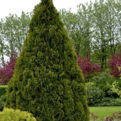 Hækthuja 'Holmstrup' Thuja Occidentalis 'Holmstrup' Med Klump,- 60-80 Cm. -Montoz Butik p2305 52853 thuja occidentalis holmstrup af06