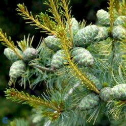 Penselfyr 'Tempelhof' Pinus Parviflora 'Tempelhof' Potte 2,5 Liter, - 25-30 Cm. -Montoz Butik p23193 53997 pinus parviflora tempelhof cdad