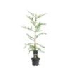 Rødtræ Sequoia Sempervirens Potte 5,0 Liter,- 80-100 Cm. 1 Rødtræ Sequoia Sempervirens Potte 5,0 Liter,- 80-100 Cm. -Montoz Butik p23207 43365 sequoia sempervirens b779