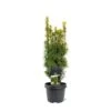 Almindelig Taks 'David' Taxus Baccata 'David' Potte 3,0 Liter,- 40-60 Cm. 1 Almindelig Taks 'David' Taxus Baccata 'David' Potte 3,0 Liter,- 40-60 Cm. -Montoz Butik p23213 43367 taxus baccata david 6c25