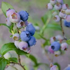 Storfrugtet Blåbær 'Patriot' Vaccinium Corymbosum 'Patriot' Potte 3,0 Liter,- Opbundet -Montoz Butik p243 50682 vaccinium corymbosum patriot 9809