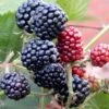 Tornfri Brombær 'Thornfree' Rubus Fruticosus 'Thornfree' Potte 2,0 Liter,- Opbundet -Montoz Butik p246 48826 rubus fruticosus thornfree 4693