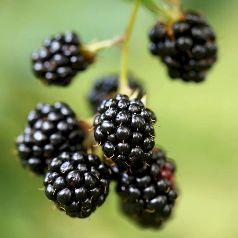 Tornfri Brombær 'Thornfree' Rubus Fruticosus 'Thornfree' Potte 2,0 Liter,- Opbundet 4 Tornfri Brombær 'Thornfree' Rubus Fruticosus 'Thornfree' Potte 2,0 Liter,- Opbundet - Billede 2