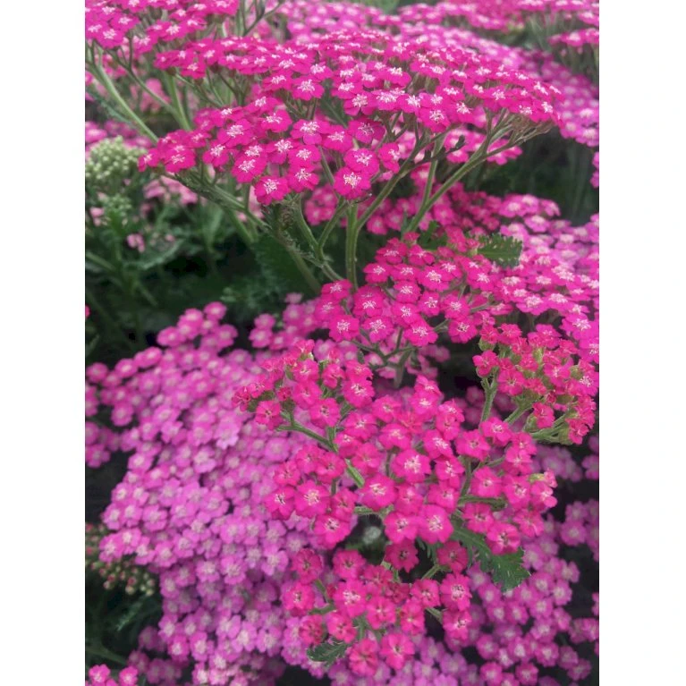 Almindelig Røllike 'Pink Grapefruit' Achillea Millefolium 'Pink Grapefruit' 1 Liter Potte 3 Almindelig Røllike 'Pink Grapefruit' Achillea Millefolium 'Pink Grapefruit' 1 Liter Potte