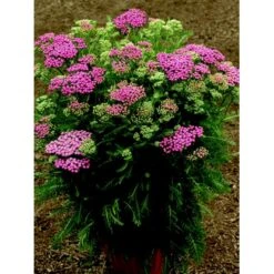 Almindelig Røllike 'Pink Grapefruit' Achillea Millefolium 'Pink Grapefruit' 1 Liter Potte 8 Almindelig Røllike 'Pink Grapefruit' Achillea Millefolium 'Pink Grapefruit' 1 Liter Potte -Montoz Butik p24797 46319 achillea millefolium pink grapefruit 7dcb