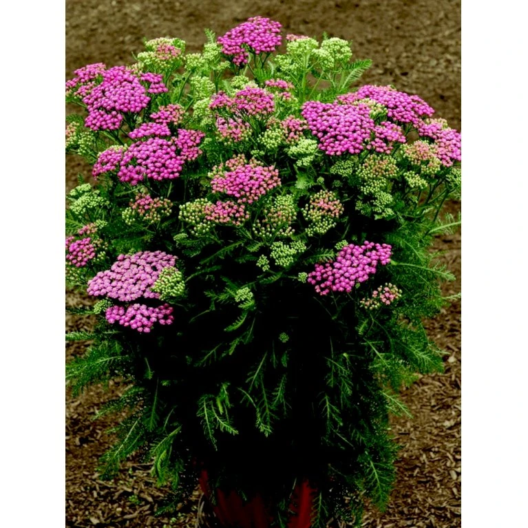Almindelig Røllike 'Pink Grapefruit' Achillea Millefolium 'Pink Grapefruit' 1 Liter Potte 5 Almindelig Røllike 'Pink Grapefruit' Achillea Millefolium 'Pink Grapefruit' 1 Liter Potte - Billede 3