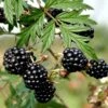 Brombær 'Thornless Evergreen' Rubus Fruticosus 'Thornless Evergreen' Potte 3,0 Liter,- Opbundet -Montoz Butik p247 48828 rubus fruticosus thornless evergreen a139