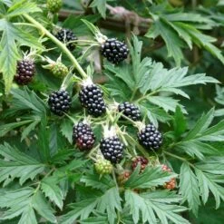 Brombær 'Thornless Evergreen' Rubus Fruticosus 'Thornless Evergreen' Potte 3,0 Liter,- Opbundet -Montoz Butik p247 50654 rubus fruticosus thornless evergreen d08a