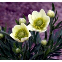 Anemone 'Annabella White' Anemone Multifida 'Annabella White' 1 Liter Potte