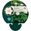 Høstanemone Anemone X Hybrida 'Andrea Atkinson' 9 Cm. Potte 1 Høstanemone Anemone X Hybrida 'Andrea Atkinson' 9 Cm. Potte -Montoz Butik p24965 43817 anemone x hybrida andrea atkinson 48b0