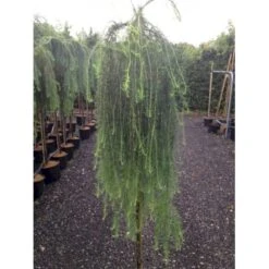 Hængende Japansk Lærk 'Stiff Weeping' Larix Kaempferi 'Stiff Weeping' Opstammet,- Potte 12 Liter,- 150 Cm. Stamme