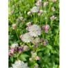 Bayersk Stjerneskærm Astrantia Bavarica 1 Liter Potte -Montoz Butik p25291 46284 astrantia bavarica 0e0c