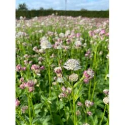 Bayersk Stjerneskærm Astrantia Bavarica 1 Liter Potte -Montoz Butik p25291 46285 astrantia bavarica ac0f