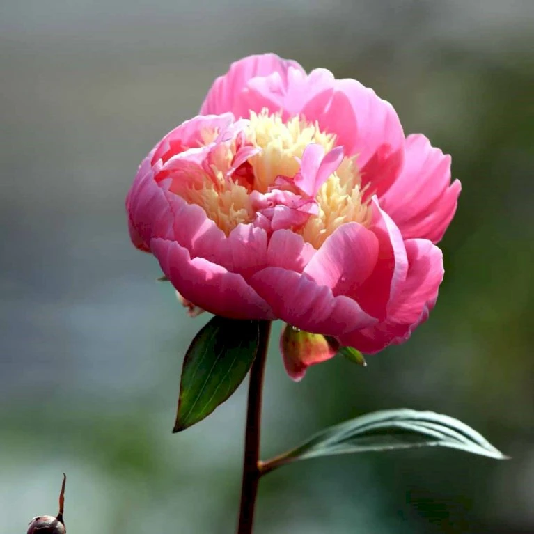 Silkepæon 'Bowl Of Beauty' Paeonia Lactiflora 'Bowl Of Beauty' 3,0 Liter Potte 3 Silkepæon 'Bowl Of Beauty' Paeonia Lactiflora 'Bowl Of Beauty' 3,0 Liter Potte