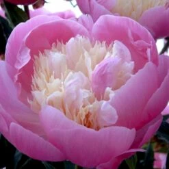 Silkepæon 'Bowl Of Beauty' Paeonia Lactiflora 'Bowl Of Beauty' 3,0 Liter Potte 10 Silkepæon 'Bowl Of Beauty' Paeonia Lactiflora 'Bowl Of Beauty' 3,0 Liter Potte -Montoz Butik p2539 47930 paeonia lactiflora bowl of beauty 8d9d