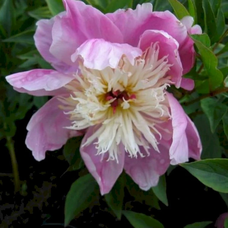 Silkepæon 'Bowl Of Beauty' Paeonia Lactiflora 'Bowl Of Beauty' 3,0 Liter Potte 6 Silkepæon 'Bowl Of Beauty' Paeonia Lactiflora 'Bowl Of Beauty' 3,0 Liter Potte - Billede 4