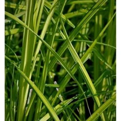 Stiv Star Carex Elata 1 Liter Potte