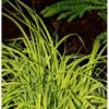 Star 'Bowles Golden' Carex Elata 'Bowles Golden' 1 Liter Potte -Montoz Butik p25445 38065 carex elata bowles golden 9b90