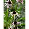 Purpursolhat Echinacea Pallida 1 Liter Potte 1 Purpursolhat Echinacea Pallida 1 Liter Potte -Montoz Butik p25815 36382 echinacea pallida d14a