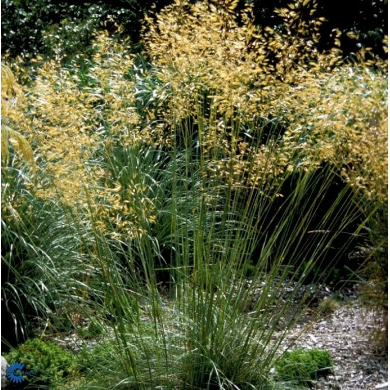 Kæmpefjergræs Stipa Gigantea Potte 2 Liter. 3 Kæmpefjergræs Stipa Gigantea Potte 2 Liter.
