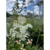 Knoldet Mjødurt Filipendula Vulgaris 1 Liter Potte -Montoz Butik p25941 41071 filipendula vulgaris c2f0