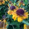 Solbrud 'Short 'n' Sassy' Helenium 'Short 'n' Sassy' 1 Liter Potte -Montoz Butik p26061 52577 helenium short n sassy c1bc