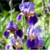 Haveiris 'Superstition' Iris Germanica 'Superstition' 1 Liter Potte 1 Haveiris 'Superstition' Iris Germanica 'Superstition' 1 Liter Potte -Montoz Butik p26618 37972 iris germanica superstition c163