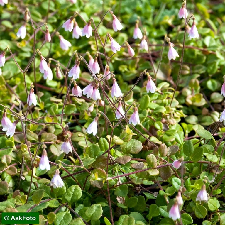 Linnæa Linnaea Borealis Var. Americana Potte 2 Liter. 3 Linnæa Linnaea Borealis Var. Americana Potte 2 Liter.