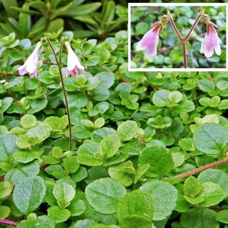 Linnæa Linnaea Borealis Var. Americana Potte 2 Liter. 5 Linnæa Linnaea Borealis Var. Americana Potte 2 Liter. - Billede 3