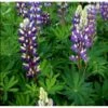 Staudelupin 'Blue Shades Gallery' Lupinus Polyphyllus 'Blue Shades Gallery' 1 Liter Potte -Montoz Butik p26812 39689 lupinus polyphyllus blue shades gallery f9f3