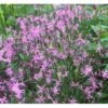 Trævlekrone Lychnis Flos-cuculi 10 Cm. Potte -Montoz Butik p26823 37916 lychnis flos cuculi 3349