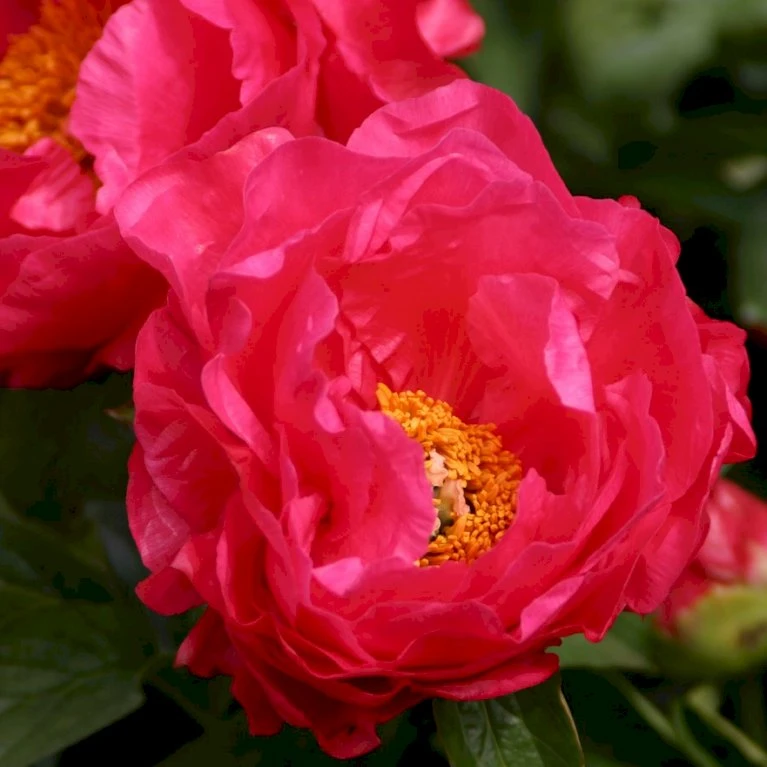 Silkepæon 'Paula Fay' Paeonia Lactiflora 'Paula Fay' 3,0 Liter Potte 3 Silkepæon 'Paula Fay' Paeonia Lactiflora 'Paula Fay' 3,0 Liter Potte