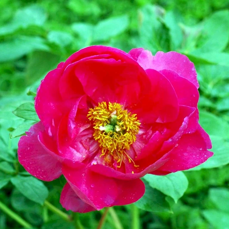 Silkepæon 'Paula Fay' Paeonia Lactiflora 'Paula Fay' 3,0 Liter Potte 5 Silkepæon 'Paula Fay' Paeonia Lactiflora 'Paula Fay' 3,0 Liter Potte - Billede 3