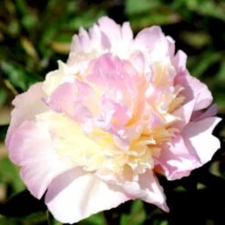 Silkepæon 'Raspberry Sundae' Paeonia Lactiflora 'Raspberry Sundae' 3,0 Liter Potte -Montoz Butik p27038 47903 paeonia lactiflora raspberry sundae 2d91