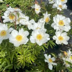 Silkepæon 'White Wings' Paeonia Lactiflora 'White Wings' 3,0 Liter Potte -Montoz Butik p27047 47917 paeonia lactiflora white wings acec